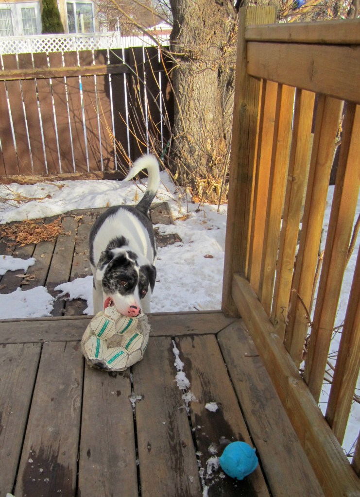 He's nothing if not dedicated. 