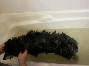 She's much smaller, and more pathetic, when wet. 