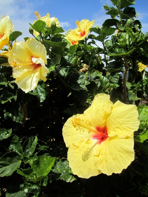 Hibiscus beside a italian fast-food place. 