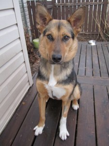 She knows "sit," especially if a person happens to have snacks in hand. 