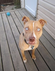 Early morning sunshine and a dog who wants breakfast. 