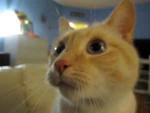 The trick was getting him to back up enough that I could focus the camera. 