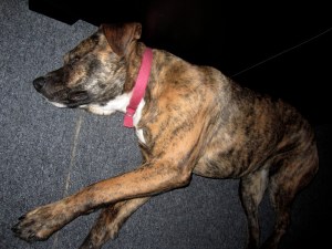 I've never seen nicer brindle markings. She is truly stunning. 